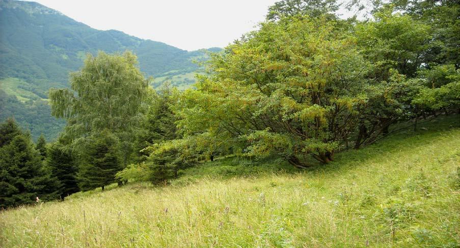 37 Slika 23: Pašniki planine Žaga, kjer je pogosta drevesna vrsta nagnoj, uporaben za pašniško kolje. Hiter razvoj strojne tehnologije je v marsičem spremenil delo na kmetiji tudi pri Zastenarju.