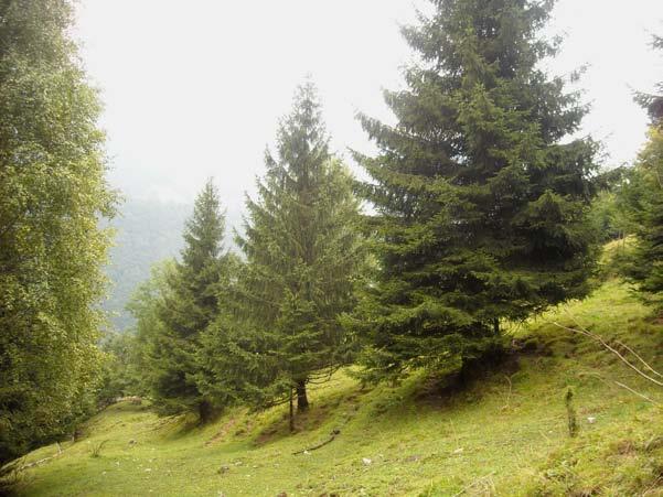 52 le-teh. Les listavcev, predvsem bukve in gabra so uporabljali za izdelavo drvi za potrebe tako kmetije kot planine, nagnojevo kolje pa za razmejevanje pašnikov.