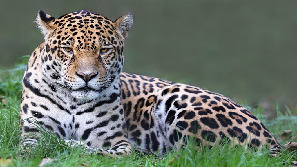 Jonny Bealby, Founder/MD, Wild Frontiers HIGHLIGHTS: Take in stunning vistas of Rio from the top of Corcovado and Sugar Loaf mountains Try to spot the elusive jaguar in Brazil s wetlands Enjoy the