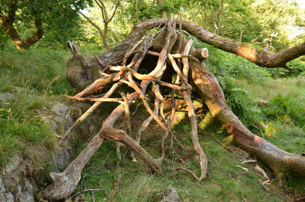 Do... Bivvy Step 3: Gather long lengths of branches or dead timber to lean against the horizontal frame as supports for the wall of the shelter.