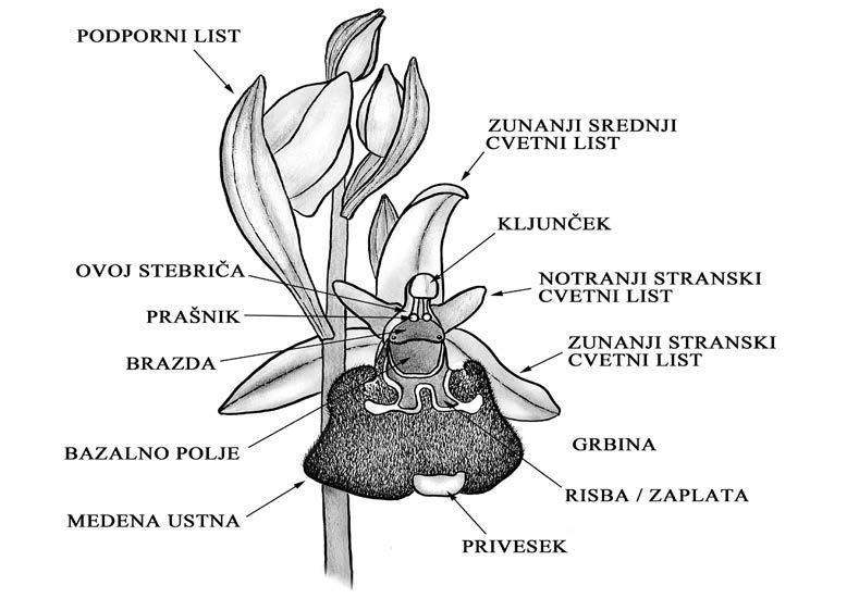 1 UVOD Po podatkih iz Male flore Slovenije v Sloveniji uspeva osem vrst iz rodu mačje uho (Ophrys) (Jogan 2007).