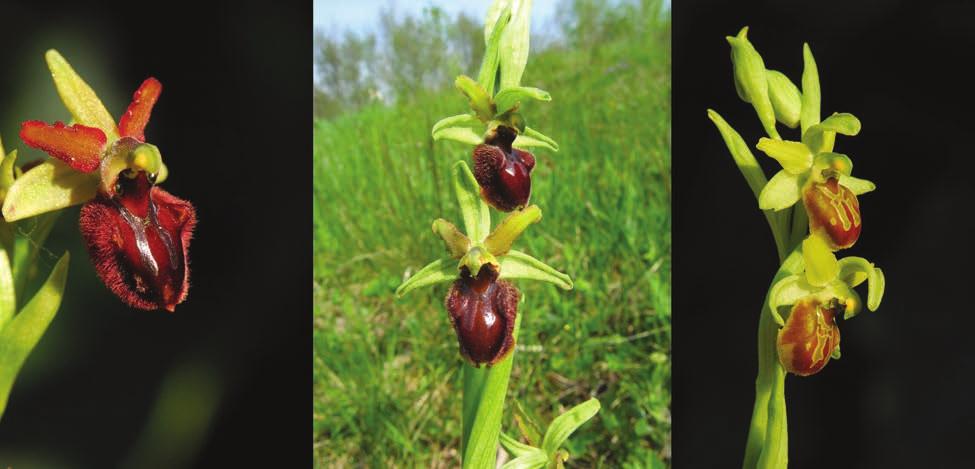 3 REZULTATI 3.1 Obravnava posameznih taksonov iz oblikovnega kroga Ophrys sphegodes s. lat. 3.1.1 Ophrys sphegodes Mill. subsp. sphegodes Sin.: Ophrys aranifera Huds., O. crucigera Jacq., O. fucifera Curtis, O.
