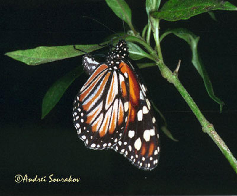 Figure 6. Viceroy butterfly, Limenitis archippus (Cramer, 1776), underside, Gainesville, Florida; a mimic of the monarch, Danaus plexippus Linnaeus. Figure 8.