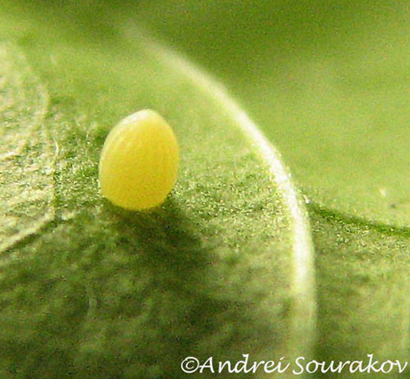 Link to video of egg hatching - http://www.youtube.com/ watch?v=1vw4-fnatgw The first instar larva is white with a black head.