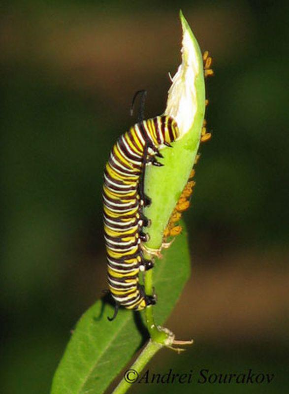 Link to video of caterpillar forming chrysalis - http://www. youtube.com/watch?v=dkjg1vm5f84 Figure 11.