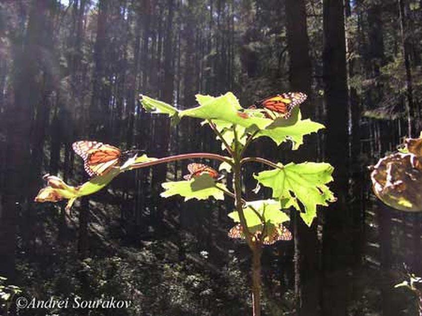 They feed and drink as the weather warms up, but return to their resting sites. Figure 22. Adult monarch, Danaus plexippus Linnaeus, feeding. Figure 20.