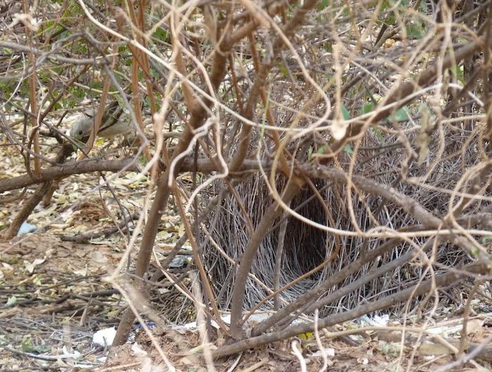 BOWER BIRD'S NEST WITH DIFFERENT COLOURED ITEMS STREWN AROUND