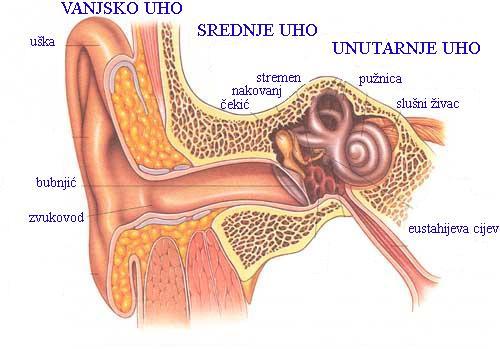 Slika 1. Građa uha (Izvor: www.microton.hr) Vanjsko uho sastoji se od ušne školjke ili uške i slušnog kanala ili zvukovoda koji završava membranom, tzv. bubnjićem (Motte Haber, 1999).