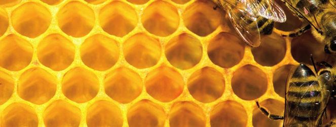 ПЧЕЛАРЕ ТЕРАЈУ ПЕСТИЦИДИ Пчелари упозоравају да је имуни систем пчела ослабљен због неконтролисане употребе хемијских средстава за третирање воћа и да се управо због тога у њему налазе и недозвољене