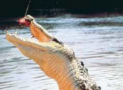 of massive Saltwater crocodiles as well as being home to both the world s largest display of Australian reptiles and the famous Cage of Death.