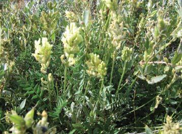 Field locoweed is common and wide spread on open river fl ats that are likely to be chosen for campsites.