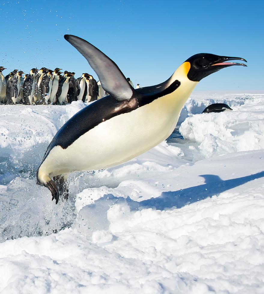 EMPEROR PENGUINS A PHOTOGRAPHER S PARADISE Immerse yourself in the sights and sounds of the Gould Bay Emperor