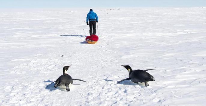 We make every effort not to disturb wildlife and strictly adhere to Emperor Penguin Colony Visitor Guidelines.