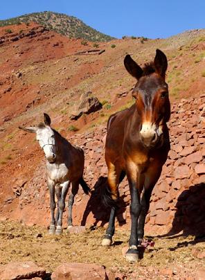 Even the Mules give way In the remote - and even not so remote - villages of the High Atlas Mountains, medical assistance of any kind is rarely close to hand.