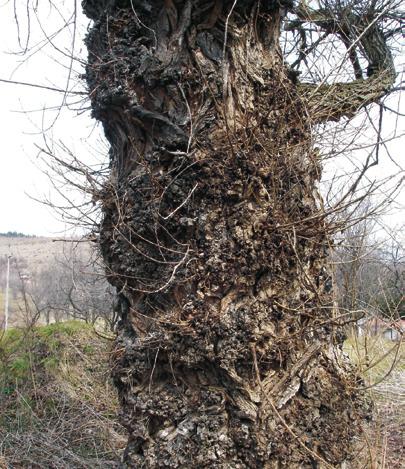 Afghanica) - white bark poplar - Duvanjsko polje Inače, prva introdukcija aloktonih vrsta topola vezuje se za dolazak Austrougarske monarhije u Bosnu i Hercegovinu, kada se pored željezničkih postaja