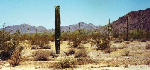 Further south along the US Mexican border, Organ Pipe Cactus National Monument protects 330,000 acres.