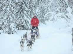 Husky and reindeer sleigh rides