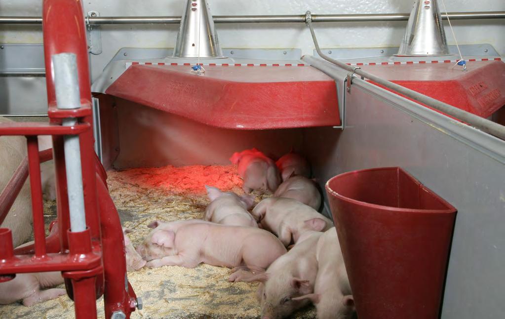 Ensures the optimum climate for piglets FACTS Quality: Injection moulded polypropylene Width Covered area 80 cm 0.68 sqm 90 cm 0.