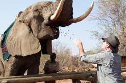 ANIMAL & GAME VIEWING OPTIONS Elephant Interaction The adventure begins at the Zambezi Elephant Trails, located10 km from Livingstone.
