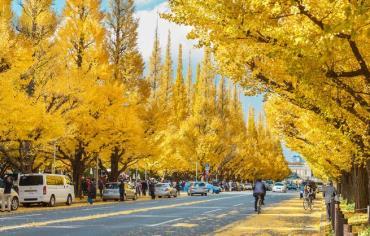 16:00 k) Meiji Jingu Gaien The 300-meter-long avenue leading to the Meiji Memorial Picture Gallery is spectacular walk under the tunnel of golden yellow foliage created by 146
