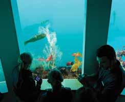 Visit New Zealand s only floating underwater observatory, the Milford Discovery Centre to explore the world of exotic sea creatures and rare black coral.