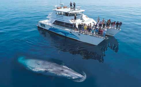 whale watching, dolphin watching and seabird spotting on the sparkling waters of the Hauraki Gulf. You will be guaranteed marine mammal viewing on this unique adventure.