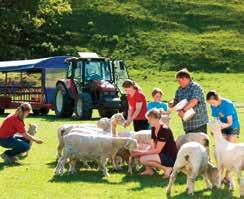 Join the Orchard Tour (combo option) for a hands-on experience with farm animals. Travel in an all-terrain vehicle as you get to feed a variety of friendly animals.