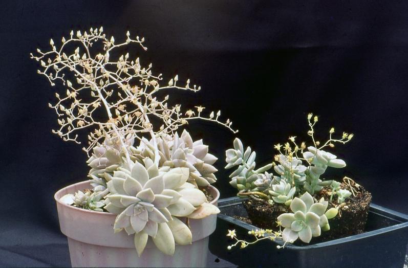In 1995, Horalia Diaz-Barriga, a botanist from the Ecology Institute in Patzcuaro, Michoacan told us of a Graptopetalum she found growing in a rocky cliff at the breeze produced by the waterfall of