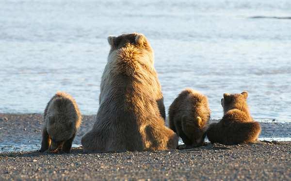 Chinitna Bay offers world class brown bear viewing. Visitors may be able to see as many as twenty coastal brown bears from a single location.