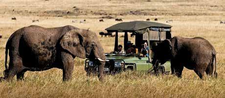 FLY-IN LODGES Mara Plains Camp MARA PLAINS CAMP 3 days/2 nights from $3466 per person No detail has been overlooked at magnificent Mara Plains Camp, from