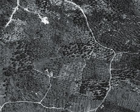 Prikaz revitaliziranog krajobraza maslinika (Kliševo) Picture 15.