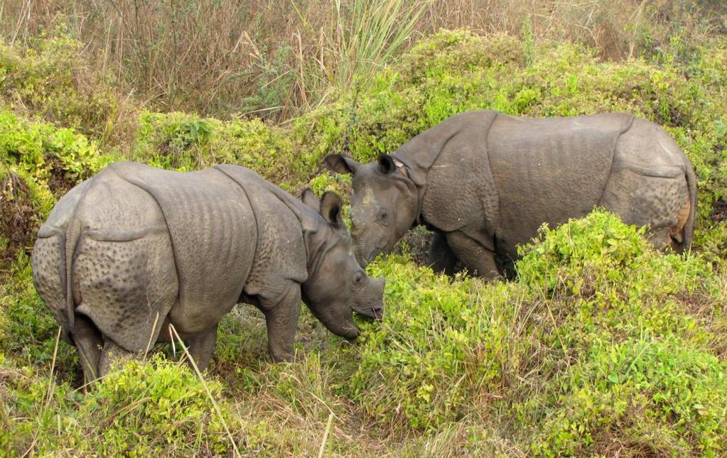 CHITWAN NATIONAL PARK TOUR -3 DAYS PROGRAM DRIVE IN/OUT: Chitwan National Park was established in 1973 and granted the status of a world Heritage site in 1984.
