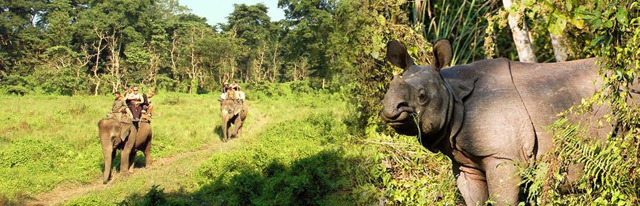 CHITWAN NATIONAL PARK TOUR -3 DAYS PROGRAM FLY IN/OUT: Chitwan National Park was established in 1973 and granted the status of a world Heritage site in 1984.