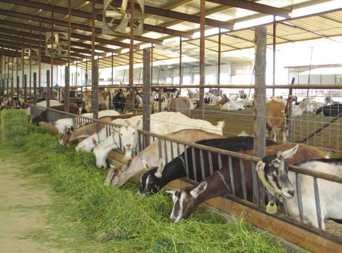 Figure 1. Dairy goats housed in a free stall barn.