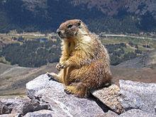 Fee to Saas Almagell. On the way, we might see some marmots cute alpine animals related to squirrels.