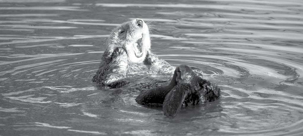 Healthy Land, Clean Water Sea otters using the Elkhorn Slough as a nursery for their pups depend on clean water. Photo by Keith Ellenbogen.
