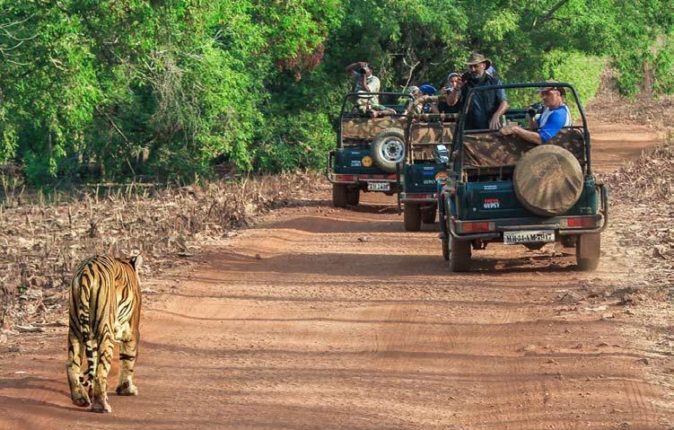 in the BIG CAT family - the Royal Bengal tiger. The hilly terrain provides perfect shelter for the animals, yet its excellent accessibility makes it an ideal area for a wildlife safari.