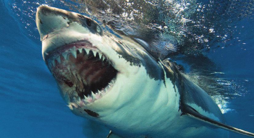 Great White SharkS of