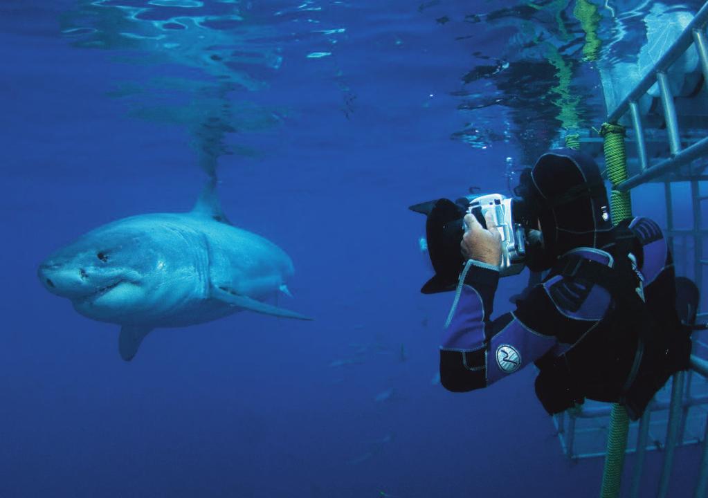 the experience BigAnimal Expeditions offers this trip to a maximum of ten divers.