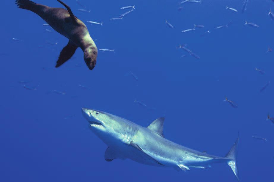 BigAnimals Expeditions GrEAt WhitE ShArkS Oct 26 - Nov 1, 2016 Great WhiteS itinerary > oct 26 - Nov 1, 2016 day 1 November 17 ArriVE: San Diego and stay overnight at a hotel of your choice near the