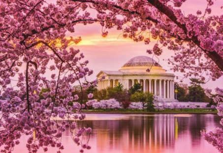 People travel from far and wide to experience this awesome beauty. Our goal is to arrive when the blossoms are at peak display.