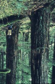 Area of Old Growth Habitat by Ownership and Quality at 100 years for Base Practice 1000000