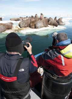 Journey onto and beyond the ice floe edge overlooking wildlife rich Foxe Basin to view rare bowhead whales, inquisitive walrus and amazing panoramas.