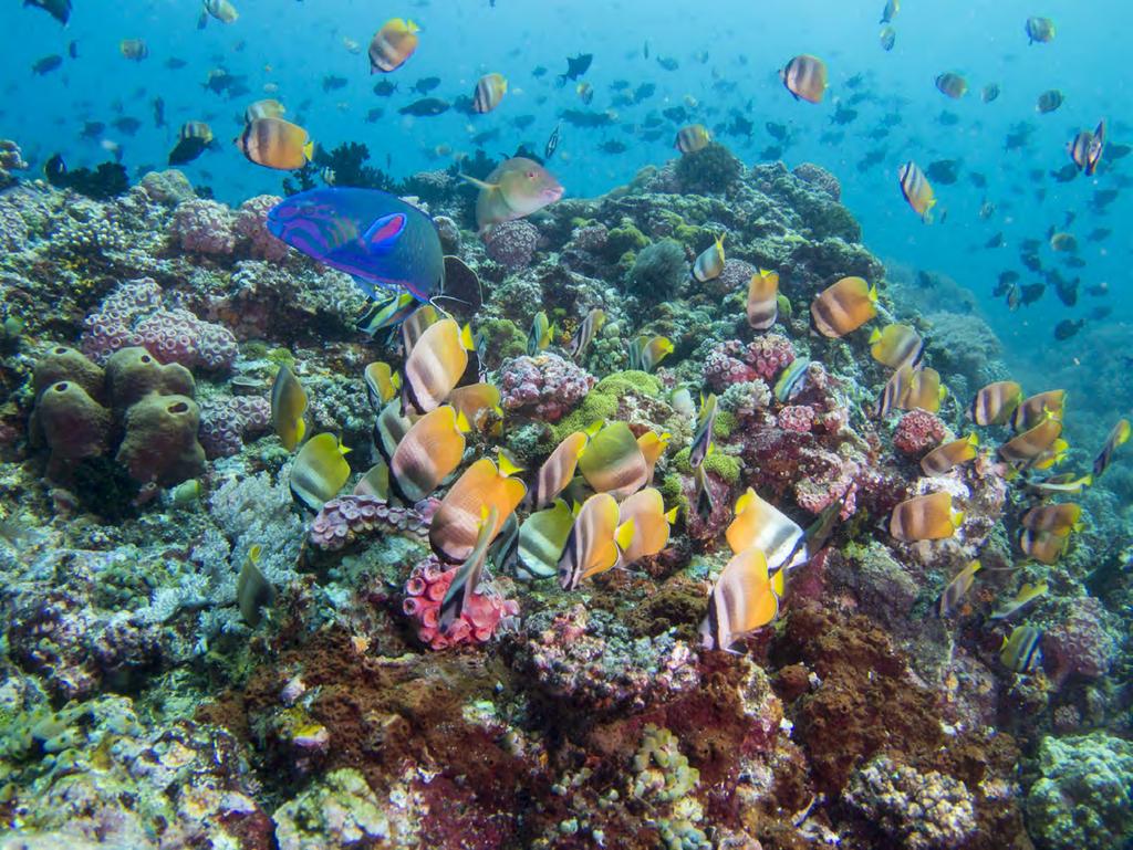 Trip Overview Snorkeling in the heart of the Coral Triangle!