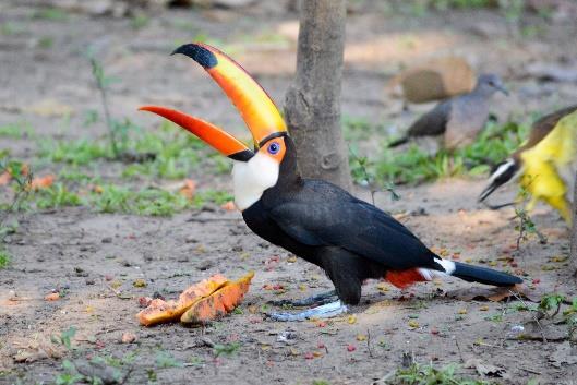11 Pantanal birdlife is simply astounding. Even those who think they have no interest in birds will be blown away.