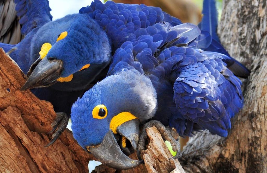 The star of the area is the hyacinth macaw, the world s largest parrot and one of the rarest except in the Pantanal.