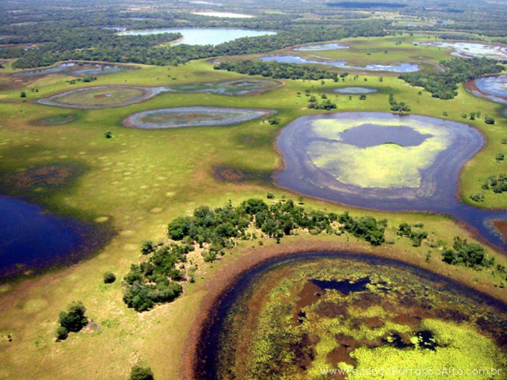 5 INTRODUCTION Brazil s Pantanal has an unrivaled claim as South America s top wildlife viewing region. In fact, many say it s the top wildlife area outside of Africa.