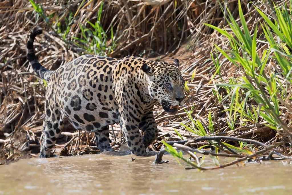 9 Next we move efficiently with a private flight to Porto Jofre, our next base, positioned right along the Cuiaba River. This river is the most reliable location in the world to see jaguars.