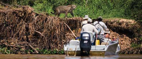 NORTHERN PANTANAL BRAZIL Pantanal waterways Jaguar Houseboat Pantanal jaguar Shutterstock JAGUAR ENCOUNTERS 6 days/5 nights From $4247 per person twin share Lodge/Houseboat Departs ex Cuiabá Price