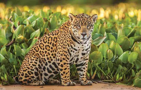 The best way to see these jaguars is from a houseboat, and we offer two options - the Jaguar Houseboat and Jacare Houseboat.